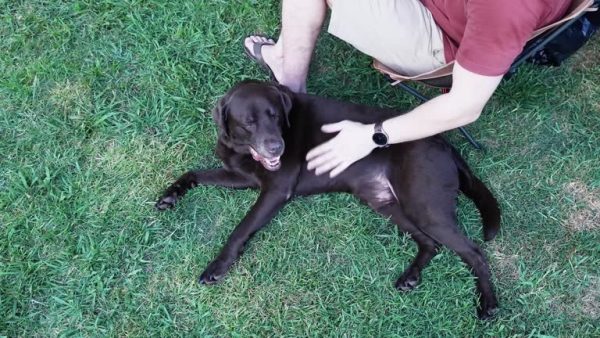 Fake Grass for Dogs Cleveland Tips for Easy Maintenance