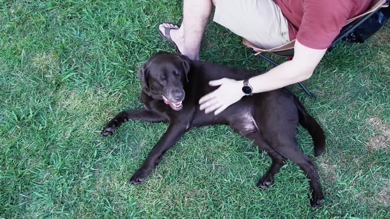 Fake Grass for Dogs Cleveland Tips for Easy Maintenance